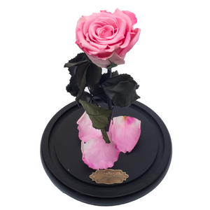 Pink Preserved Rose | Beauty and The Beast Glass Dome