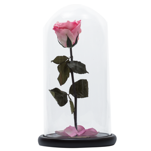Pink Preserved Rose | Beauty and The Beast Glass Dome