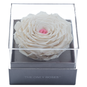 White & Pink Mega Preserved Rose | Crystalline Rose Box