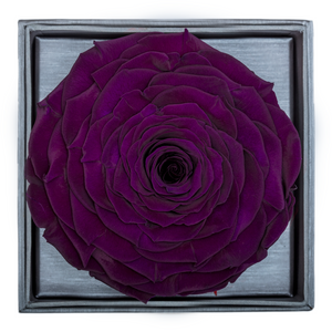 Dark Purple Mega Preserved Rose | Crystalline Rose Box