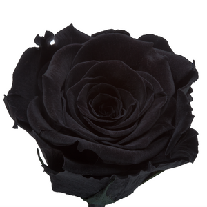 Black Preserved Rose | Beauty and The Beast Glass Dome