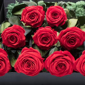 Sirius | 9 Long Stem Red Preserved Roses in Black Bouquet Box