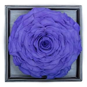 Purple Mega Preserved Rose | Crystalline Rose Box