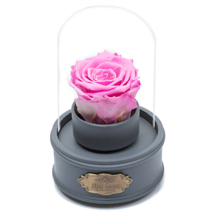 PINK PRESERVED ROSE｜THE ONLY REGULAR GREY MUSIC GLOBE