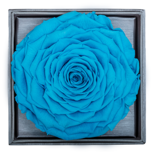 Blue Mega Preserved Rose | Crystalline Rose Box