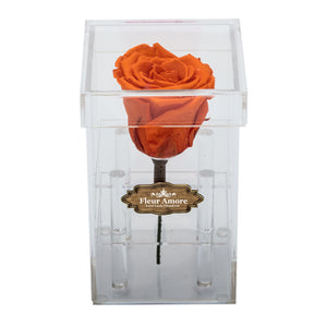 DARK YELLOW RED PRESERVED ROSE | PETITE ACRYLIC ROSE BOX