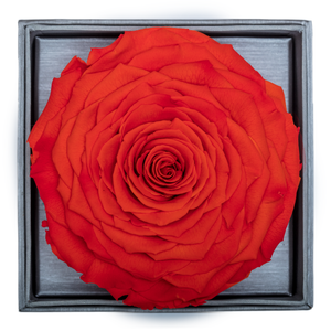 Orange Mega Preserved Rose | Crystalline Rose Box