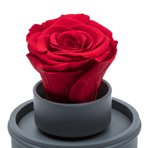 RED PRESERVED ROSE｜THE ONLY REGULAR GREY MUSIC GLOBE