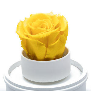YELLOW PRESERVED ROSE｜THE ONLY REGULAR WHITE MUSIC GLOBE
