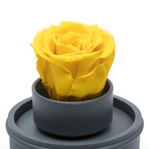 YELLOW PRESERVED ROSE｜THE ONLY REGULAR GREY MUSIC GLOBE
