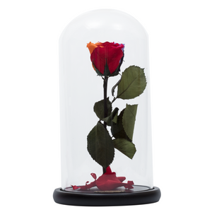 Rainbow Preserved Rose | Beauty and The Beast Glass Dome