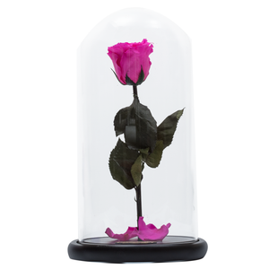 Hot Pink Preserved Rose | Beauty and The Beast Glass Dome