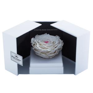 White & Pink Mega Preserved Rose | Swing Opening Box