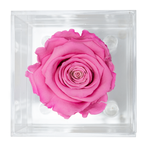 PINK PRESERVED ROSE | PETITE ACRYLIC ROSE BOX