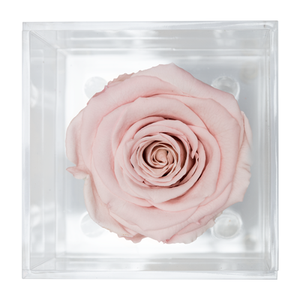 BABY PINK PRESERVED ROSE | PETITE ACRYLIC ROSE BOX