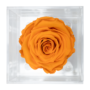 YELLOW PRESERVED ROSE | PETITE ACRYLIC ROSE BOX