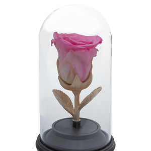 PINK PRESERVED ROSE | BEAUTY AND THE BEAST MUSIC GLOBE