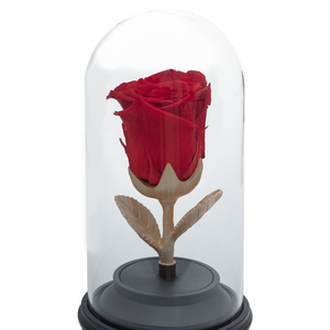 RED PRESERVED ROSE | BEAUTY AND THE BEAST MUSIC GLOBE