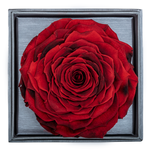 FIRE RED MEGA PRESERVED ROSE | CRYSTALLINE ROSE BOX