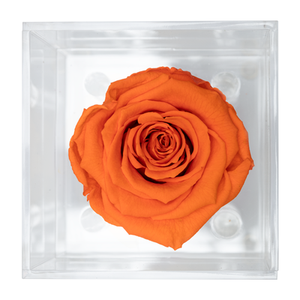 DARK YELLOW RED PRESERVED ROSE | PETITE ACRYLIC ROSE BOX