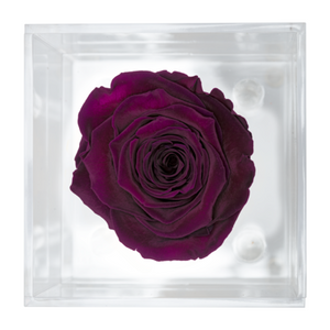 DARK PURPLE PRESERVED ROSE | PETITE ACRYLIC ROSE BOX