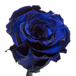 Royal Blue Preserved Rose | Beauty and The Beast Glass Dome