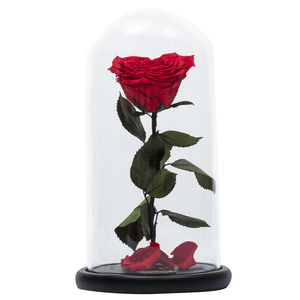 Red Heart Shape Preserved Rose | Beauty and The Beast Glass Dome