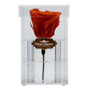 DARK YELLOW RED PRESERVED ROSE | PETITE ACRYLIC ROSE BOX